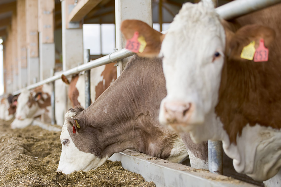 Aktualisierte Futtermittelvereinbarung im QM-Milch-System ab 1.1.2020 in Kraft